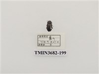 藏品(鞘翅目(2))的圖片